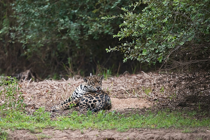 WAH019745.jpg - Jaguar, Pantanal Brazil