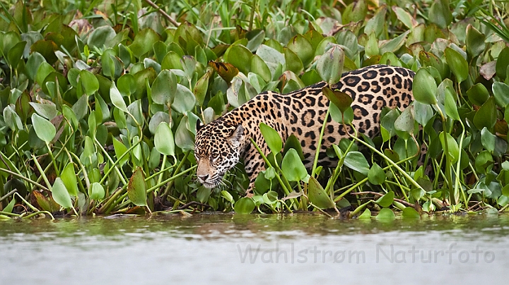 WAH019748.jpg - Jaguar, Pantanal Brazil