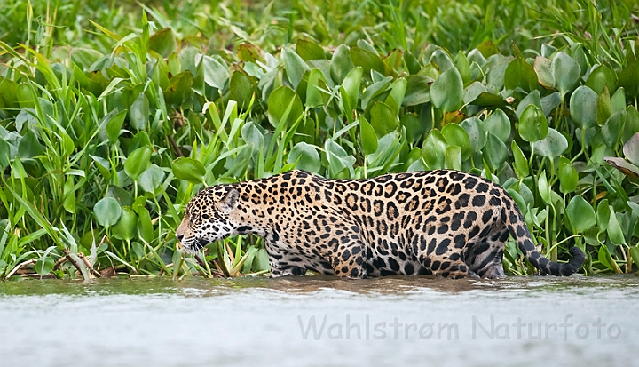 WAH019749.jpg - Jaguar, Pantanal Brazil