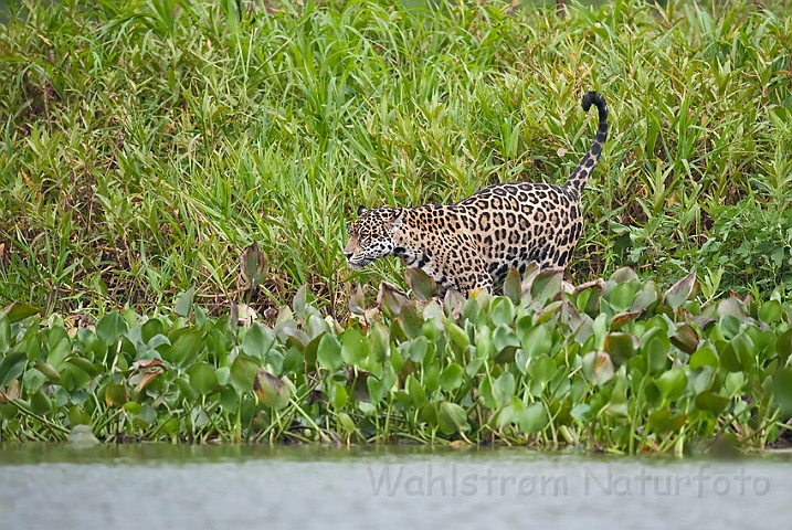 WAH019752.jpg - Jaguar, Pantanal Brazil