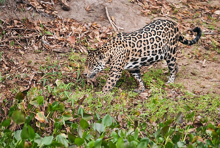 WAH019763.jpg - Jaguar, Pantanal Brazil