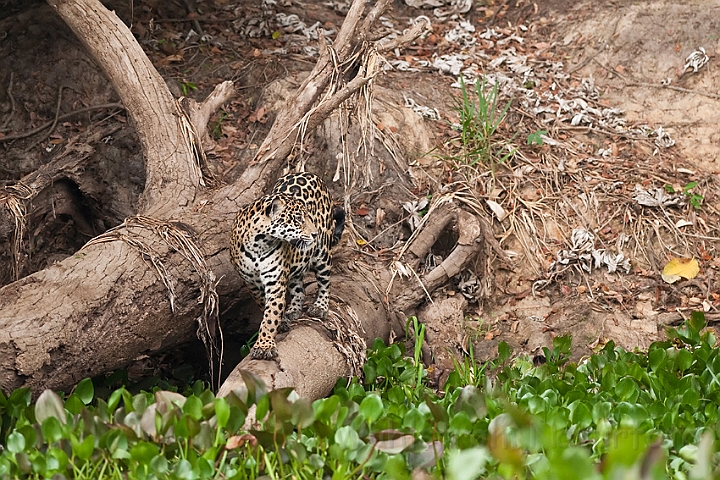 WAH019783.jpg - Jaguar, Pantanal Brazil