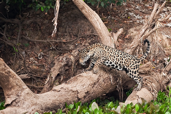 WAH019785.jpg - Jaguar, Pantanal Brazil