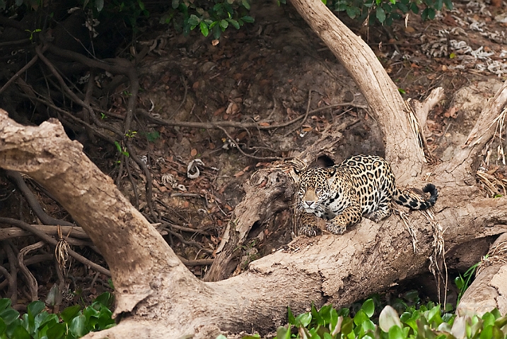 WAH019786.jpg - Jaguar, Pantanal Brazil