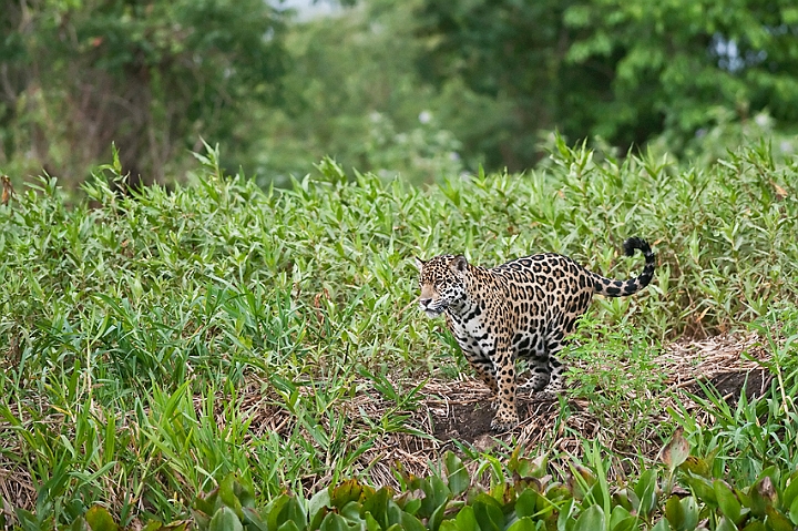 WAH019794.jpg - Jaguar, Pantanal Brazil