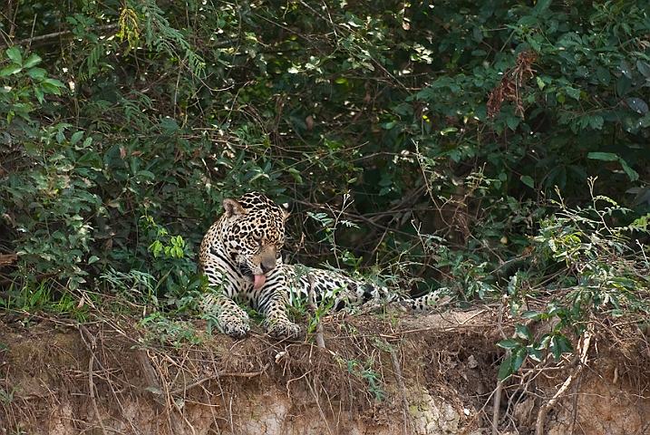 WAH020011.jpg - Jaguar, Pantanal Brazil