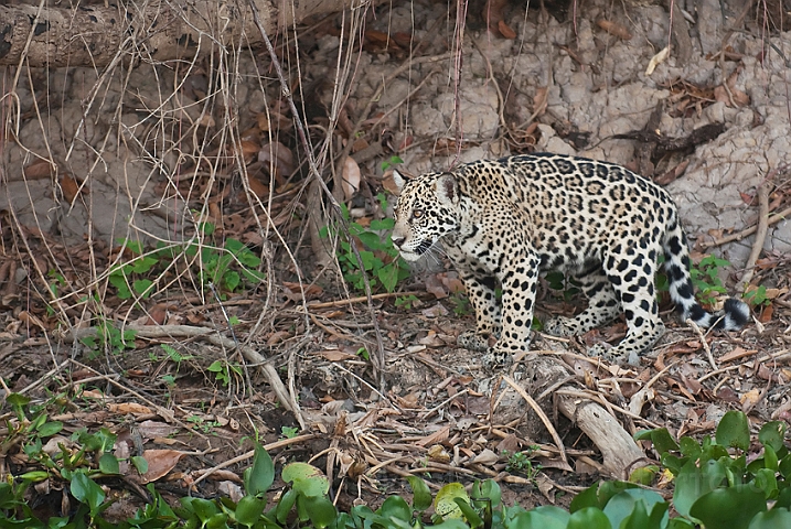 WAH020017.jpg - Jaguarunge (Jaguar Cub)