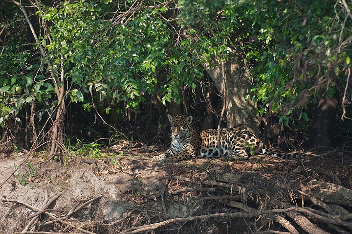 WAH020056.jpg - Jaguar, Pantanal Brazil