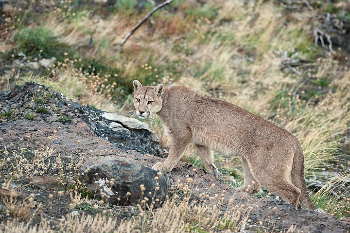 WAH025874.jpg - Puma (Mountain Lion)