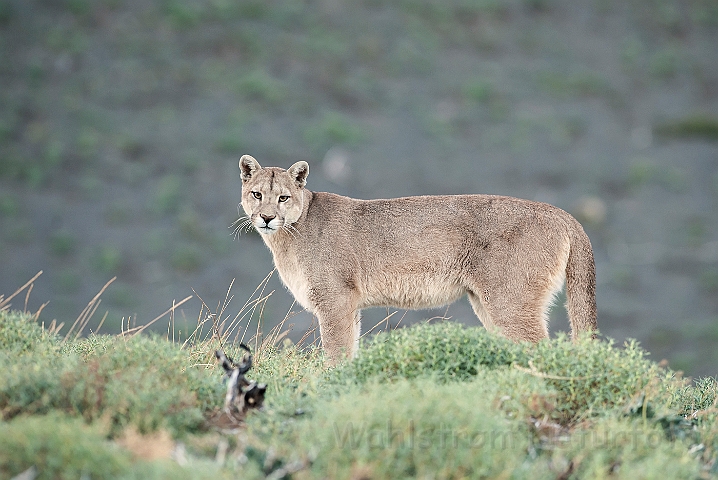 WAH025881.jpg - Puma (Mountain Lion)