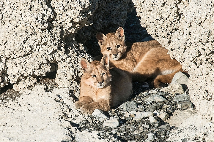 WAH025913.jpg - Pumaunger (Mountain Lion Cubs)