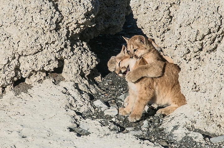 WAH025919.jpg - Pumaunger (Mountain Lion Cubs)