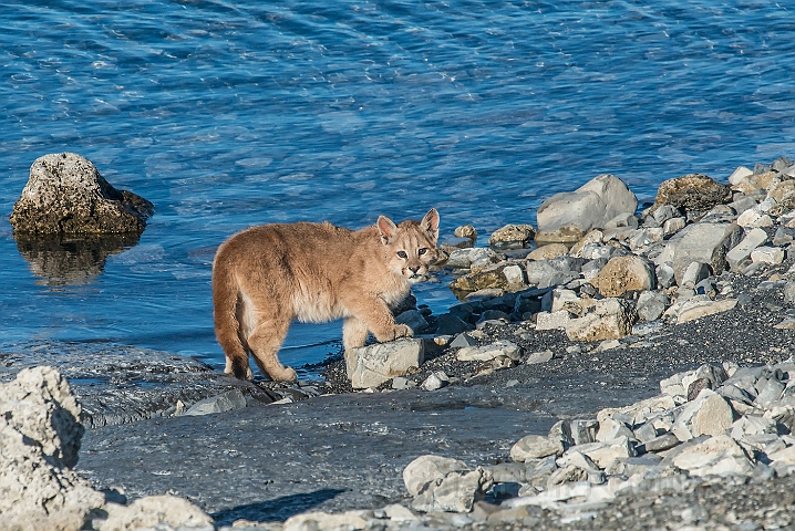 WAH025925.jpg - Pumaunge (Mountain Lion Cub)