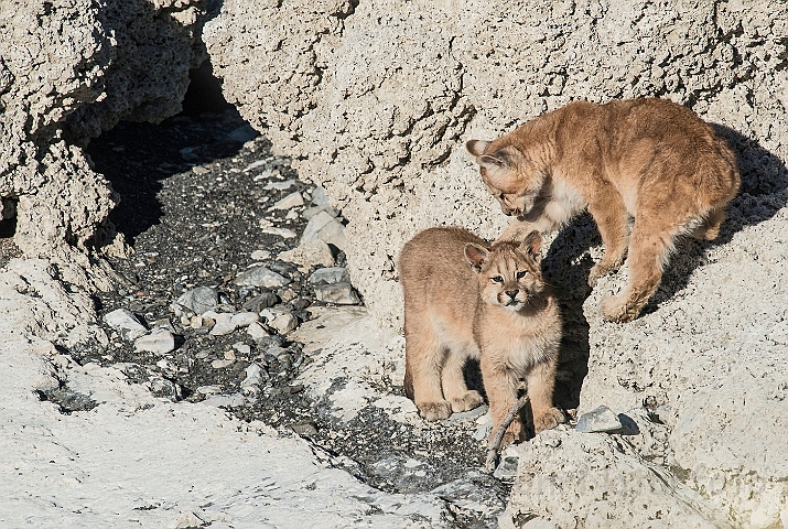 WAH025926.jpg - Pumaunger (Mountain Lion Cubs)