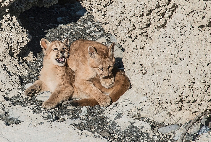 WAH025934a.jpg - Pumaunger (Mountain Lion Cubs)