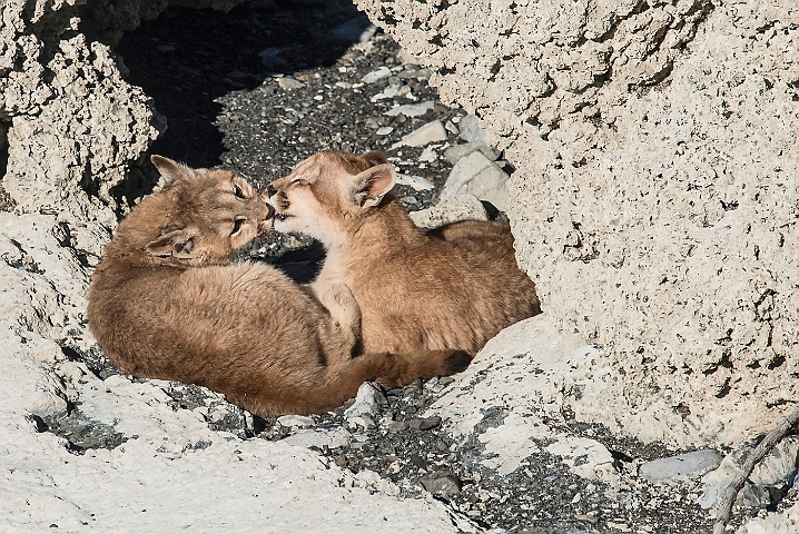 WAH025935.jpg - Pumaunger (Mountain Lion Cubs)