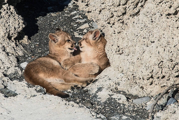 WAH025945.jpg - Pumaunger (Mountain Lion Cubs)