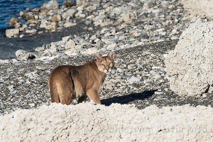 WAH025949.jpg - Puma (Mountain Lion)