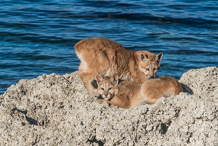 WAH025957.jpg - Pumaunger (Mountain Lion Cubs)