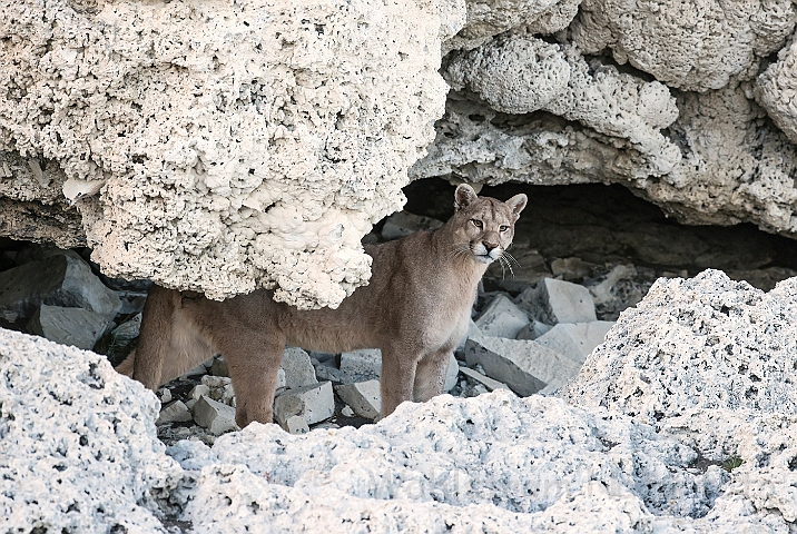 WAH025979.jpg - Puma (Mountain Lion)