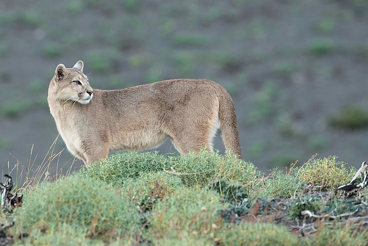 WAH025987.jpg - Puma (Mountain Lion)