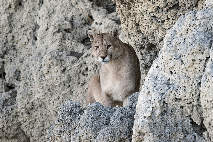 WAH025991.jpg - Puma (Mountain Lion)