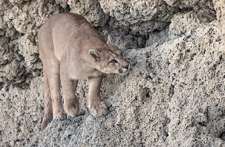 WAH025995.jpg - Puma (Mountain Lion)