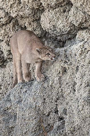 WAH025995a.jpg - Puma (Mountain Lion)