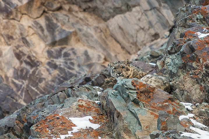 WAH027428.jpg - Sneleopard (Snow Leopard)