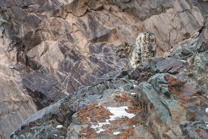 WAH027454.jpg - Sneleopard (Snow Leopard)