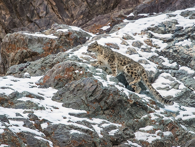 WAH027473.jpg - Sneleopard (Snow Leopard)