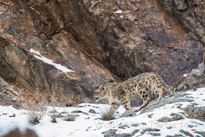 WAH027481.jpg - Sneleopard (Snow Leopard)