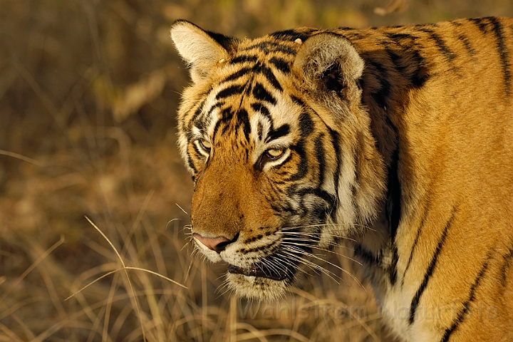 WAH004780.jpg - Tiger, Ranthambhore Nat. Park, Indien