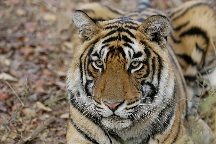 WAH004803.jpg - Tiger, Ranthambhore Nat. Park, Indien