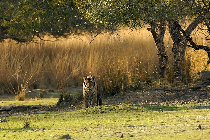 WAH004913.jpg - Tiger, Ranthambhore Nat. Park, Indien