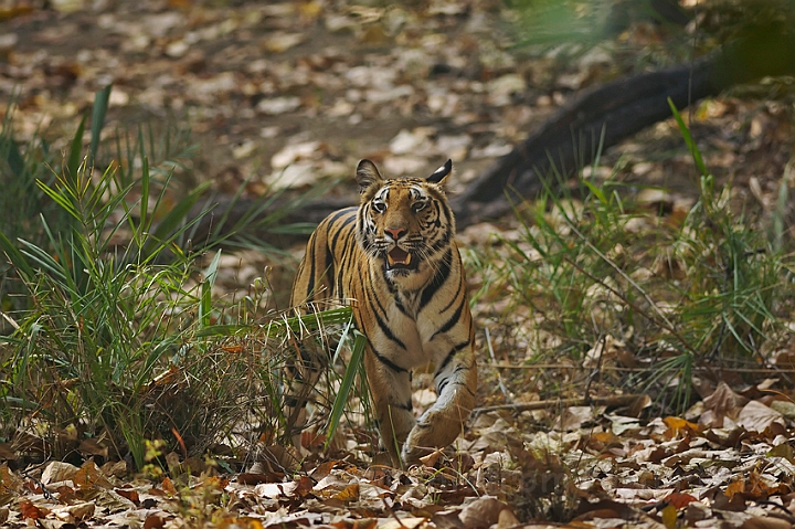 WAH006476.jpg - Tiger, Bandhavgarh Nat. Park, Indien