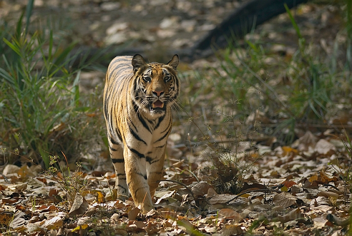 WAH006477.jpg - Tiger, Bandhavgarh Nat. Park, Indien