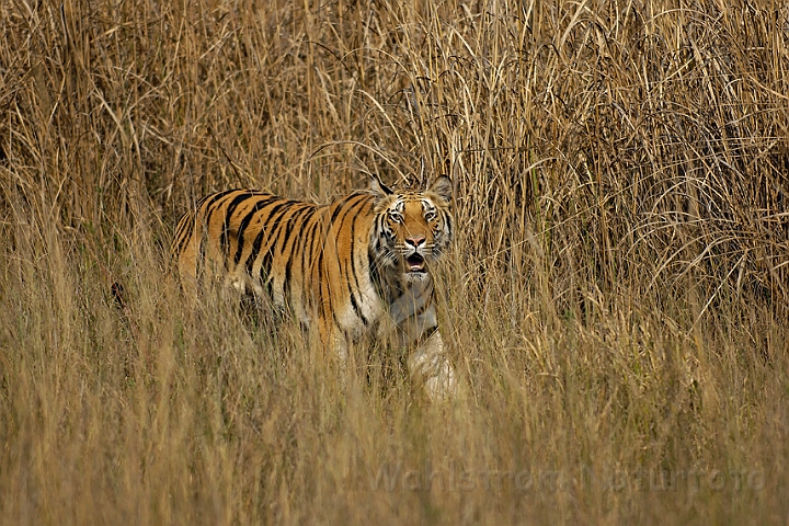 WAH006534.jpg - Tiger, Bandhavgarh Nat. Park, India