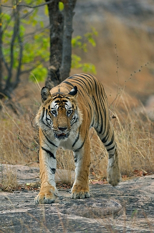 WAH006964.jpg - Tiger, Bandhavgarh Nat. Park, India