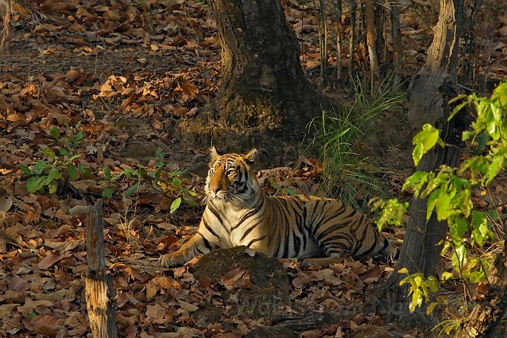 WAH007280.jpg - Tiger, Bandhavgarh Nat. Park, Indien