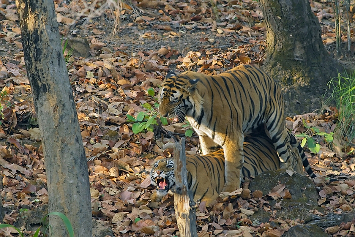 WAH007288.jpg -  Tigre (Tigers) Bandhavgarh Nat. Park, Indien (India)