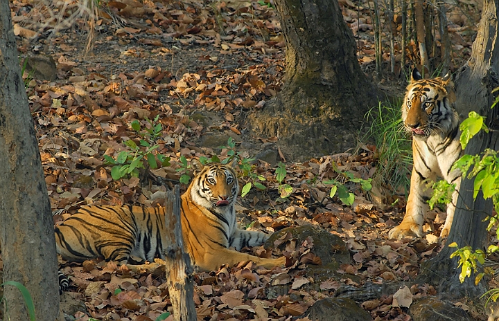 WAH007291.jpg -  Tigre (Tigers) Bandhavgarh Nat. Park, Indien (India)