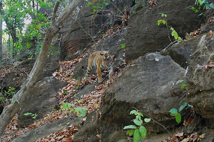 WAH007296.jpg -  Tiger, Ranthambhore Nat. Park, Indien (India)