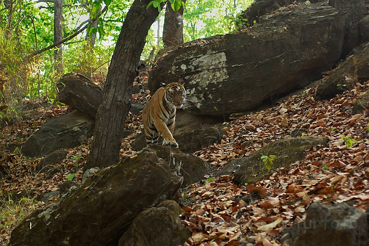 WAH007304.jpg - Tiger, Bandhavgarh Nat. Park, Indien