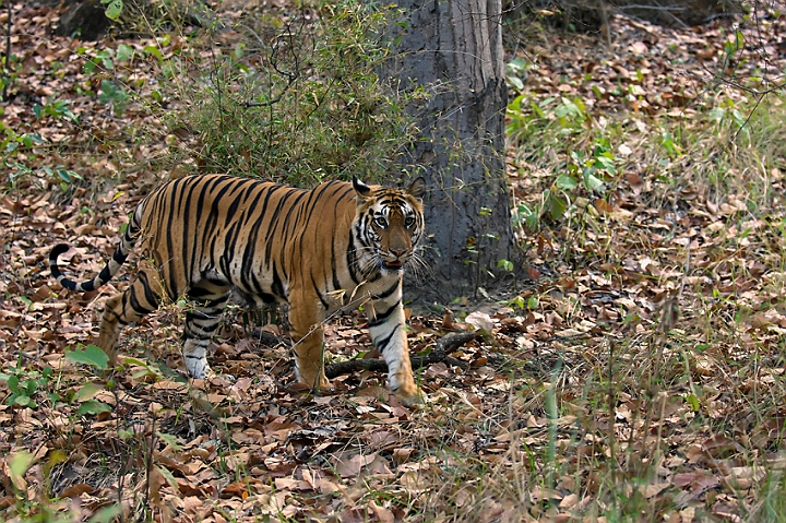 WAH007310.jpg - Tiger, Bandhavgarh Nat. Park, Indien