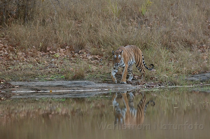 WAH011407.jpg - Tiger, Bandhavgarh Nat. Park, Indien