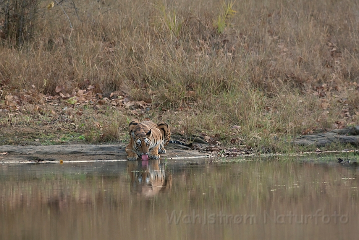 WAH011413.jpg - Tiger, Bandhavgarh Nat. Park, Indien