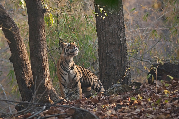 WAH011422.jpg - Tiger, Bandhavgarh Nat. Park, Indien