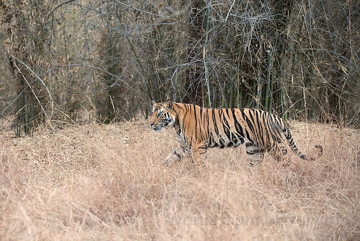 WAH011426.jpg - Tiger, Bandhavgarh Nat. Park, Indien