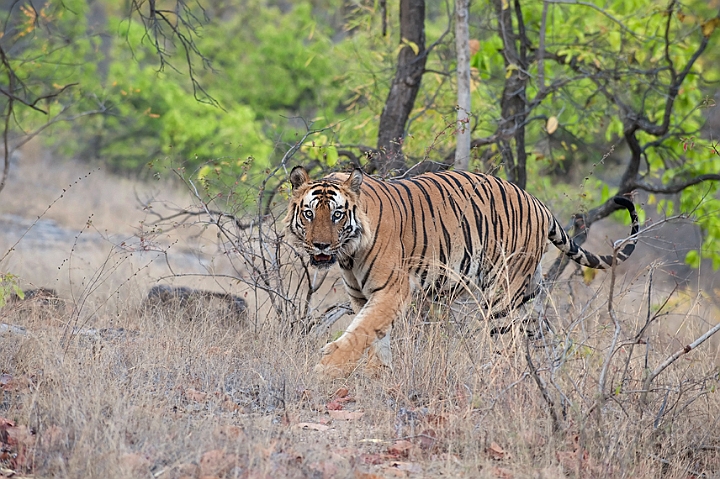 WAH011435.jpg - Tiger, Bandhavgarh Nat. Park, Indien